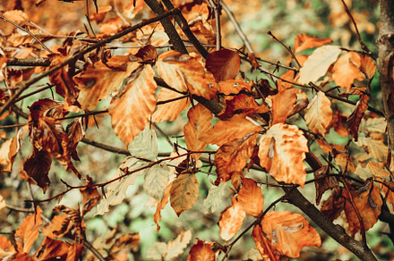 Autumn leaves featuring leaf, nature, and dry