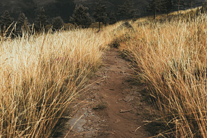 Mountain trail in tall grass, a Nature Photo by SkyNext