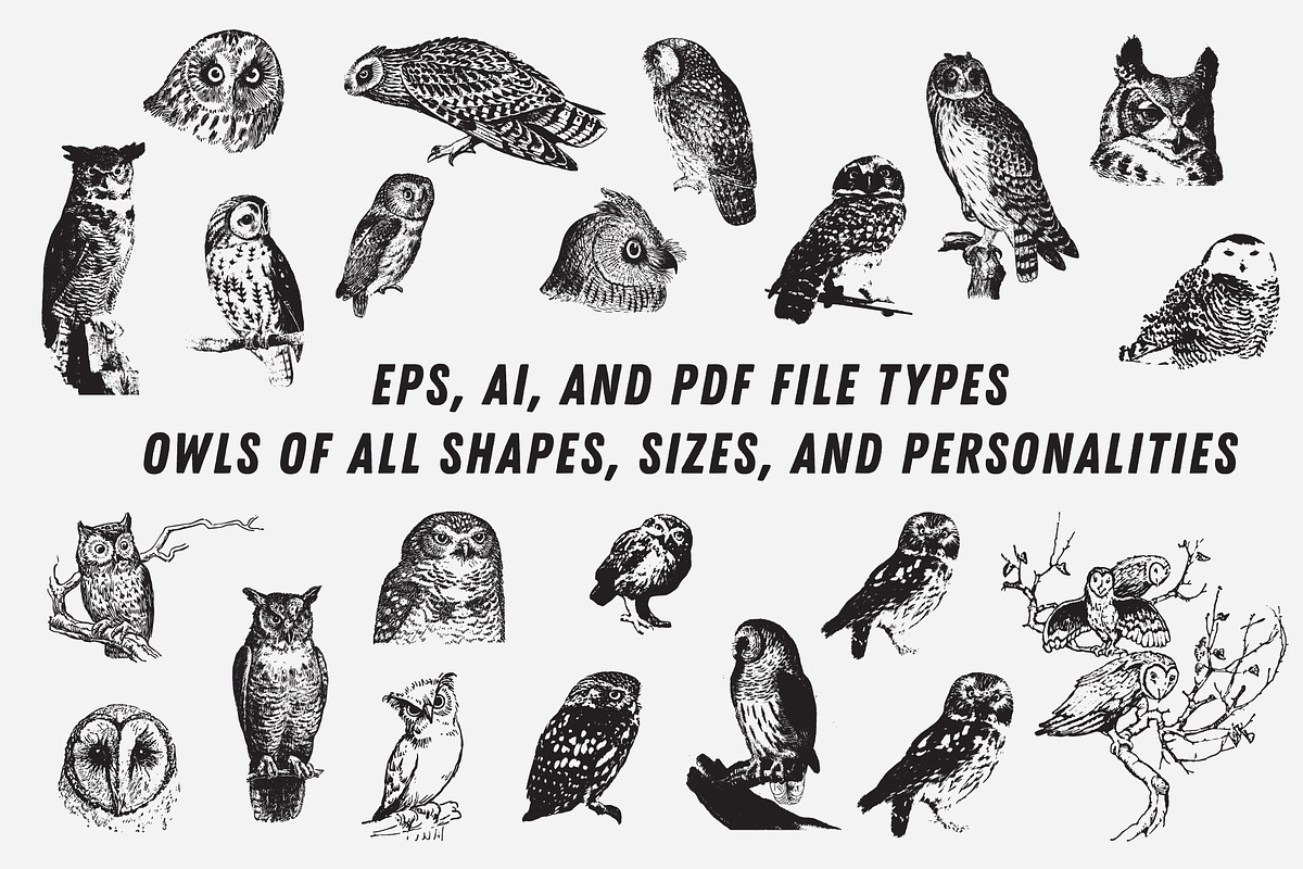 OWLS | 23 Vintage Vectors, an Animal Illustration by Britt & Kit (Photo 2 of 2)
