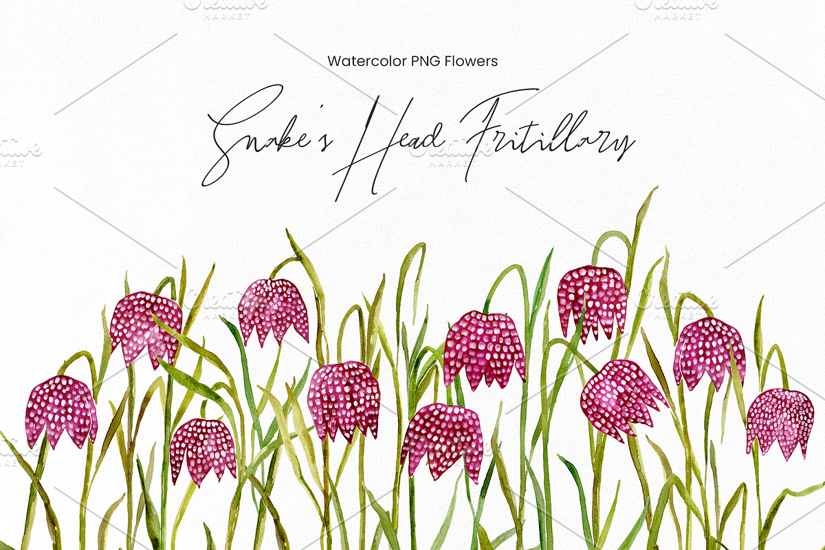 Watercolor Snake’s Head Fritillaries, a Decorative Illustration by GraphicsDish (Photo 1 of 3)