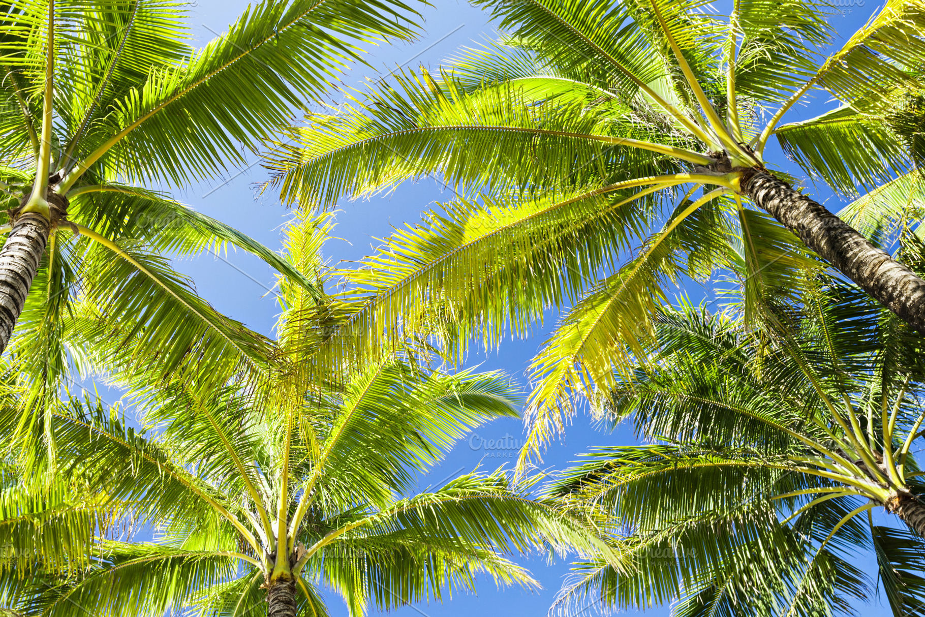 Coconut palms, a Photo by saiko3p