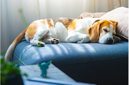 A Beagle dog is comfortably sleeping