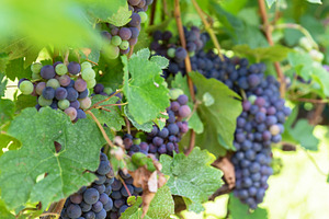 Growing grapes, a Nature Photo by KYNA STUDIO