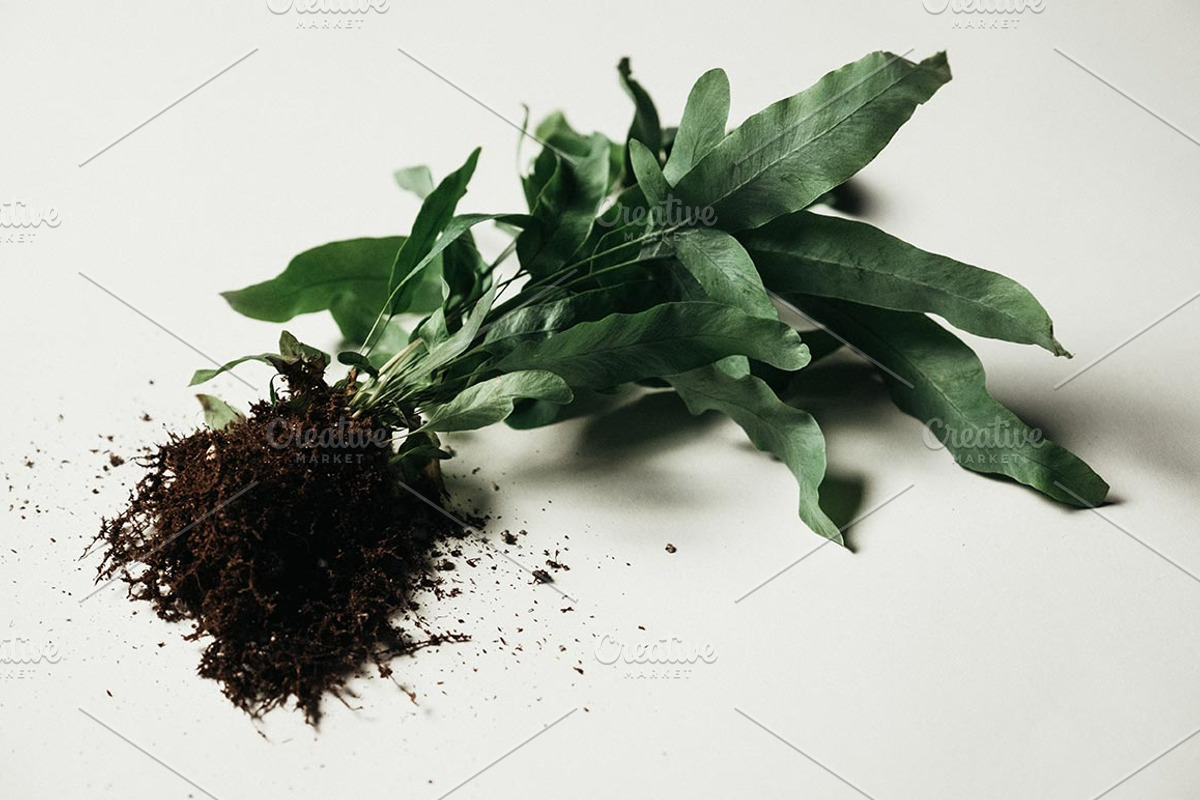 Plants & Roots Photo Pack, a Nature Photo by Matt Jones (Photo 2 of 5)