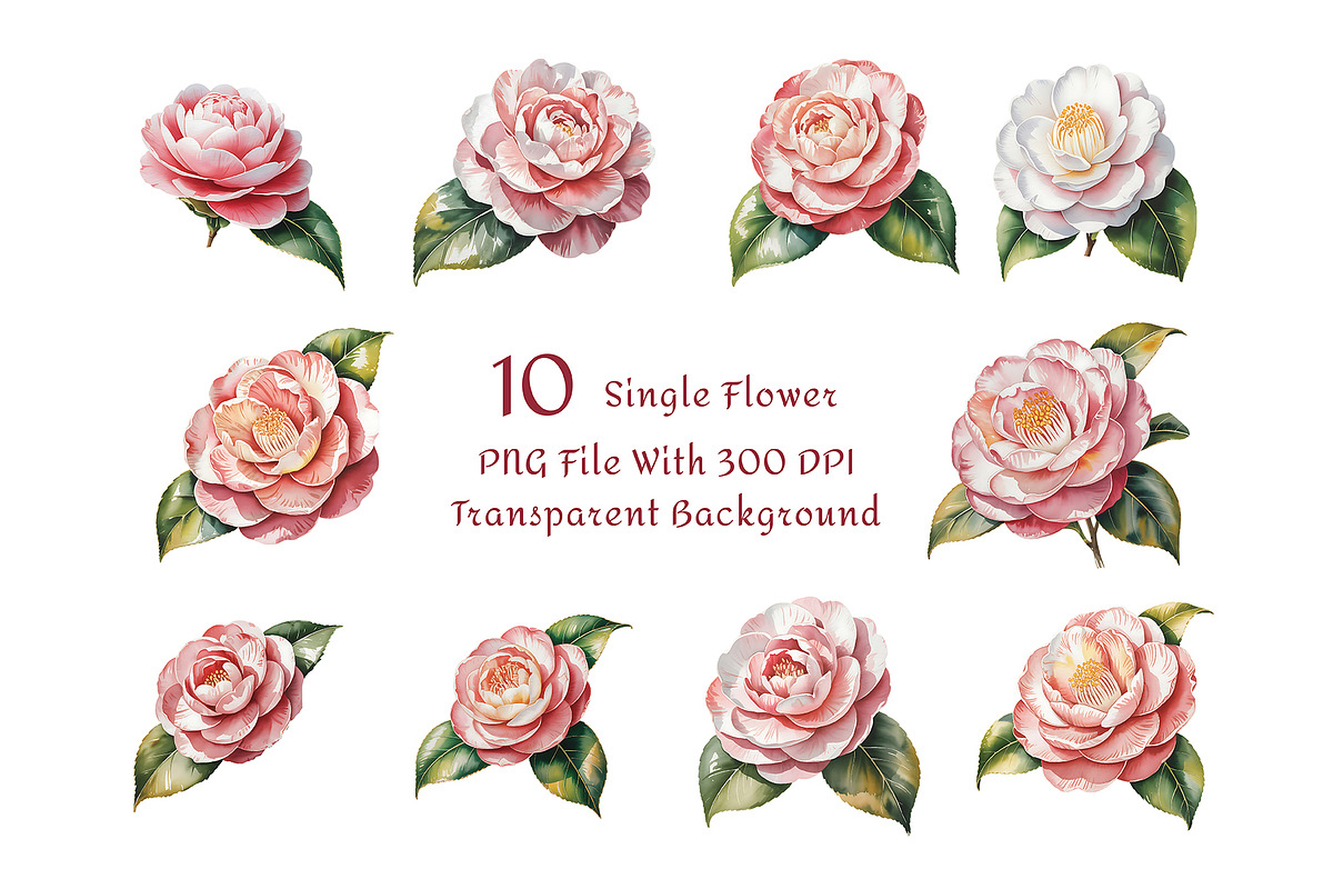 Camellia Watercolor Floral Clipart, a Decorative Illustration by ForhadGFX (Photo 8 of 14)