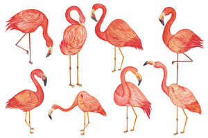 Tropical Flamingo Watercolor Clipart