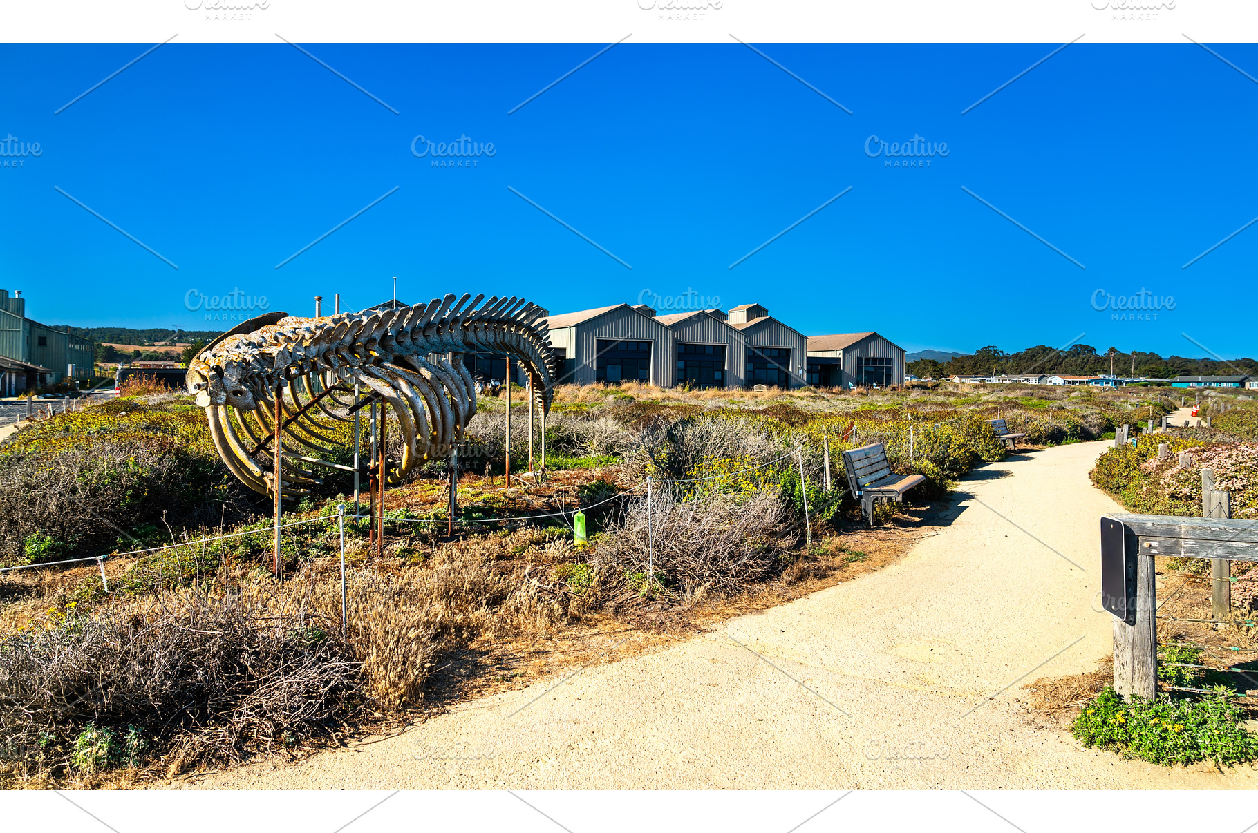 Gray whale skeleton on display in, a Nature Photo by Leonid Andronov