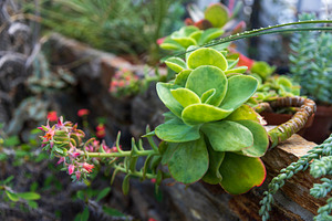 Echeveria gibbiflora 'Metallica', a Nature Photo by Imaginarium
