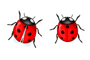 Ladybug, a Pattern Graphic by Sweet_print (Thumbnail 2 of 2)