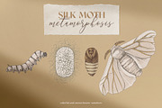 Silk moth metamorphosis, an Animal Illustration by handsketched (Thumbnail 1 of 8)