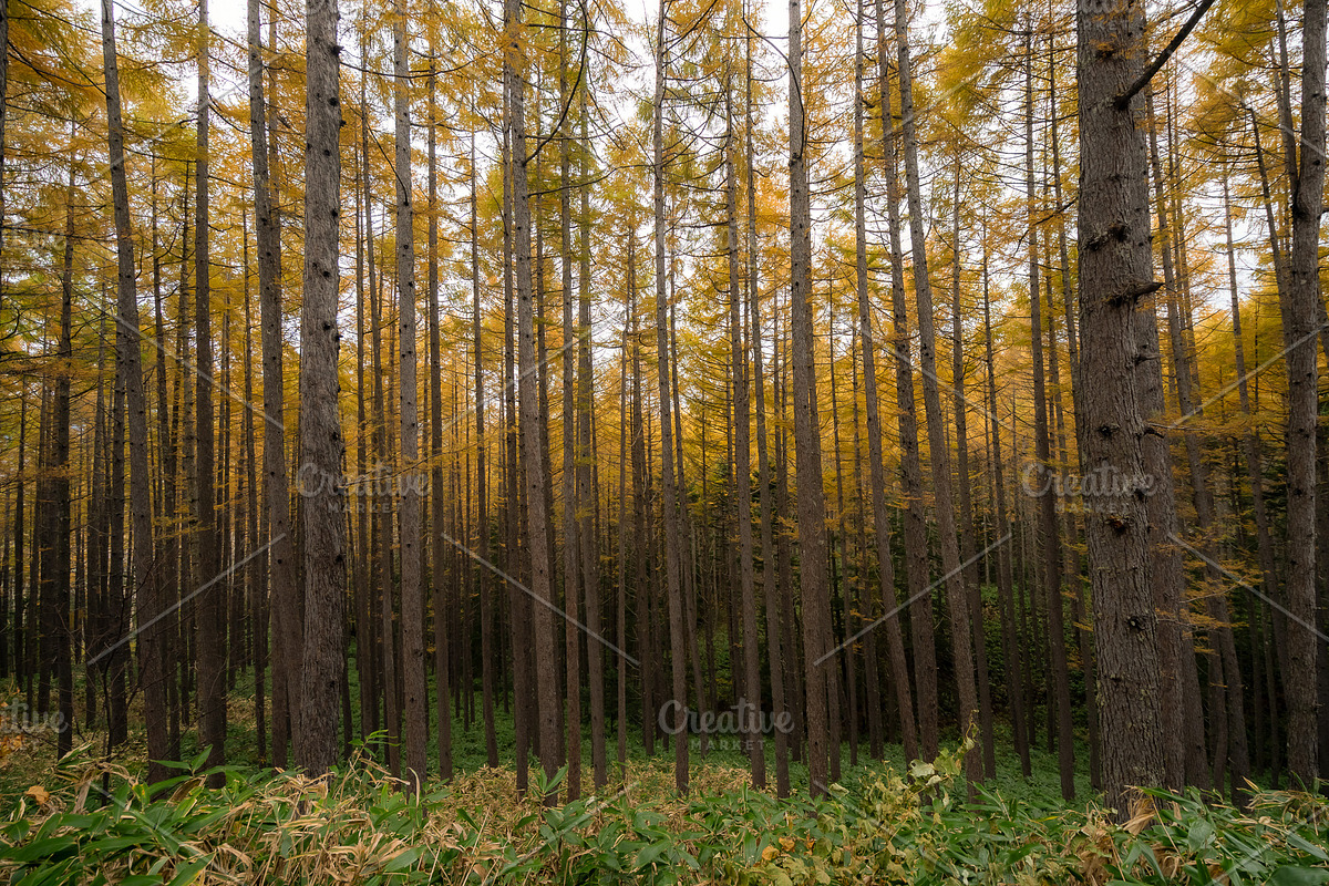 Autumn Landscape Photo Bundle Japan, a Nature Photo by Silent Nature (Photo 2 of 6)