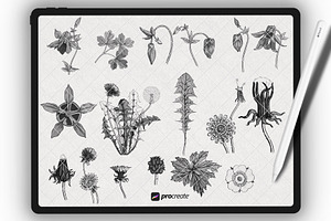 Procreate Floral Brushset Botanice