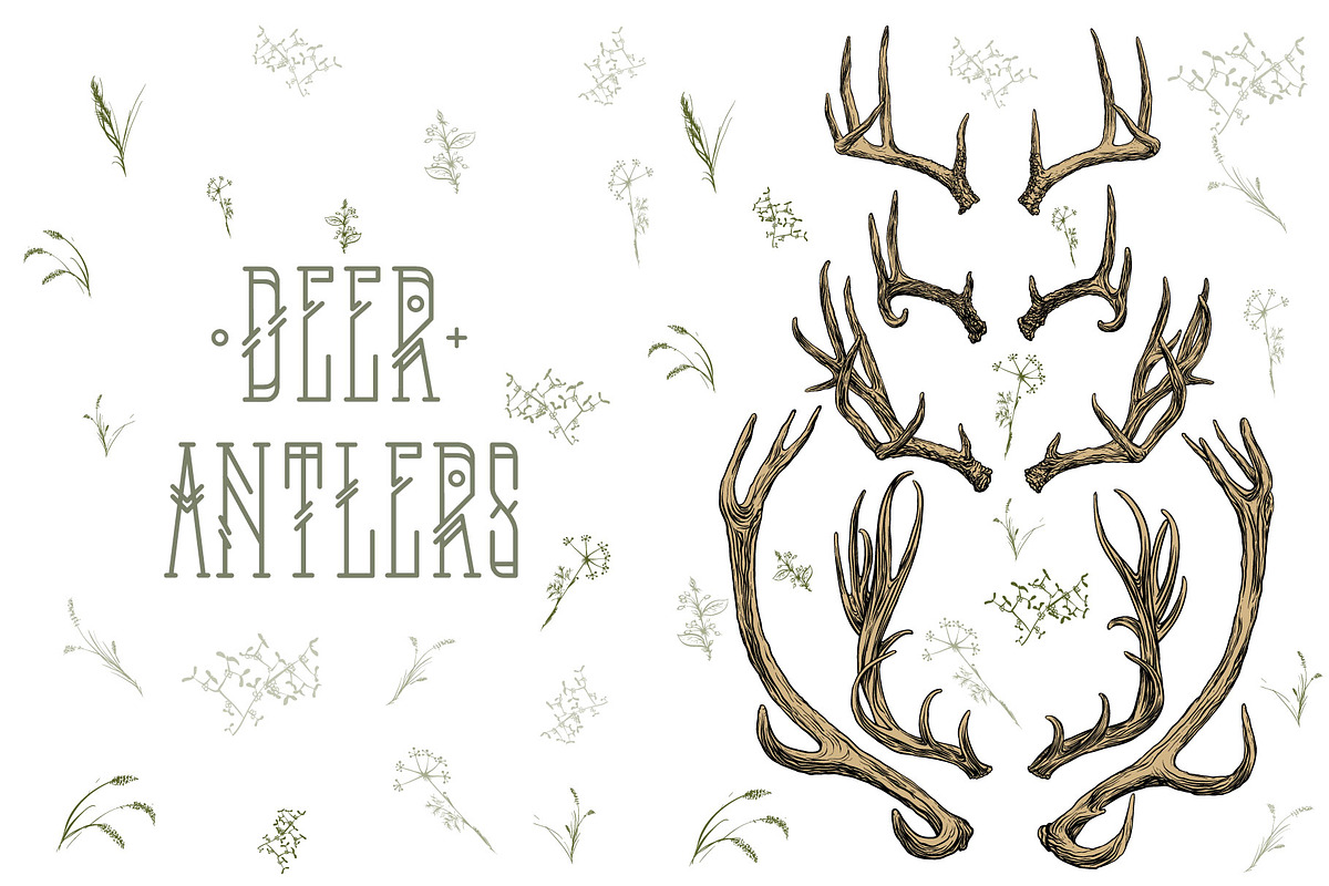 Deer antlers collection., an Animal Illustration by ArtOwl (Photo 3 of 8)
