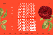 Opulent Ascend - 9 Font Family, a Sans Serif Font by Sans & Sons (Thumbnail 8 of 10)