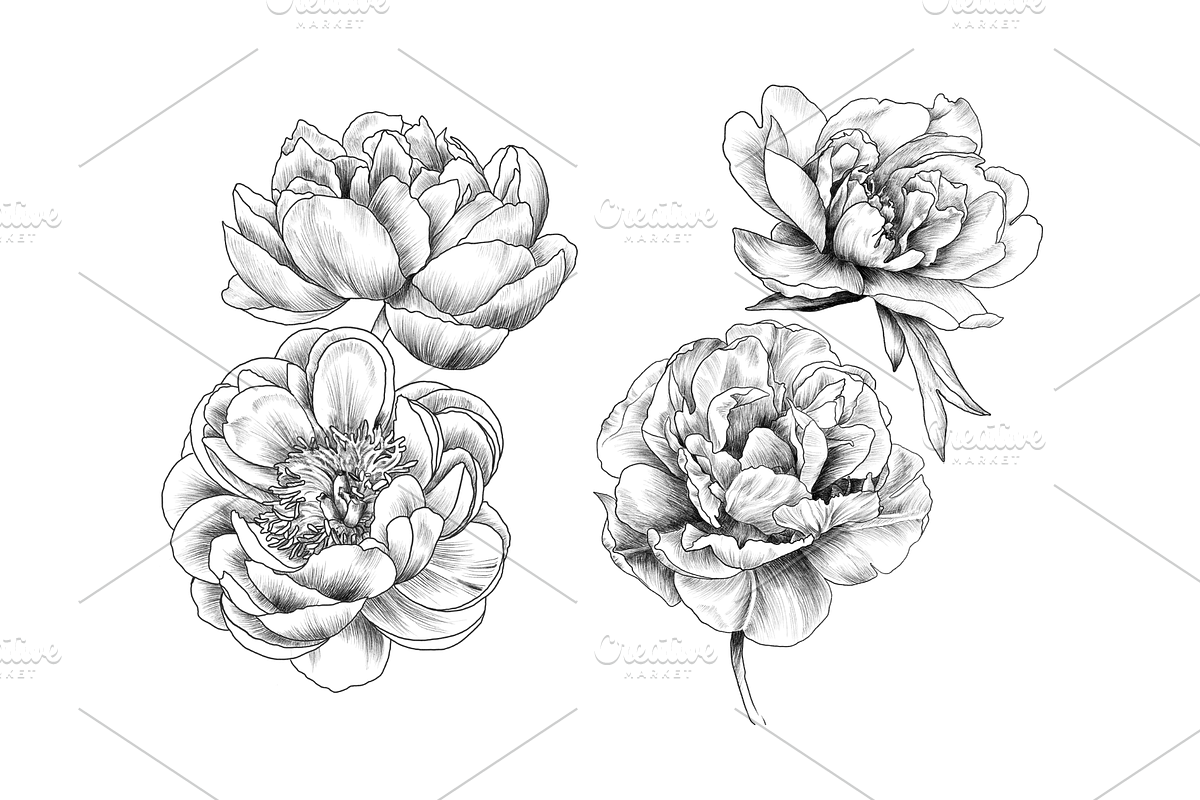 Peony Blooms, an Object Graphic by VictoriaKStudio (Photo 3 of 5)