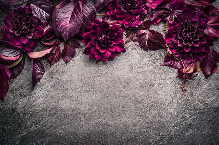 Dark purple floral border, an Arts & Entertainment Photo by VICUSCHKA