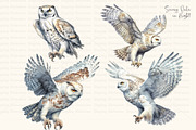 Watercolor Snowy Owls and Landscapes, an Animal Illustration by Dazzling Art Boutique (Thumbnail 4 of 11)