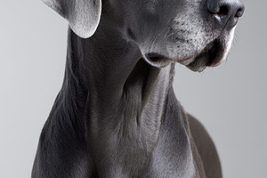 Close-up portrait of a gray dog, an Animal Photo by AlyaAnd