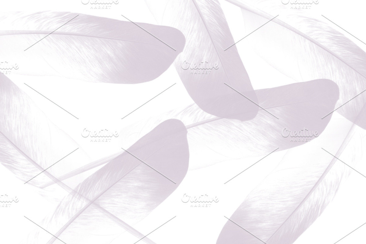 Feather Photoshop brushes, a Brush Add-On by Little Bean (Photo 4 of 6)