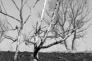 The scorched earth, a Nature Photo by Schreibikus
