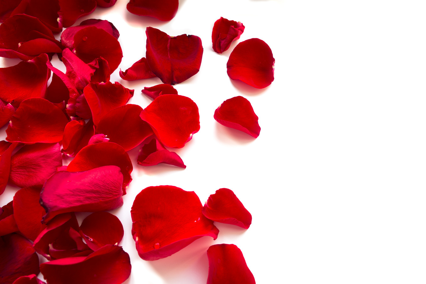 Rose petals featuring rose, love, and flower, a Nature Photo by Alena ...