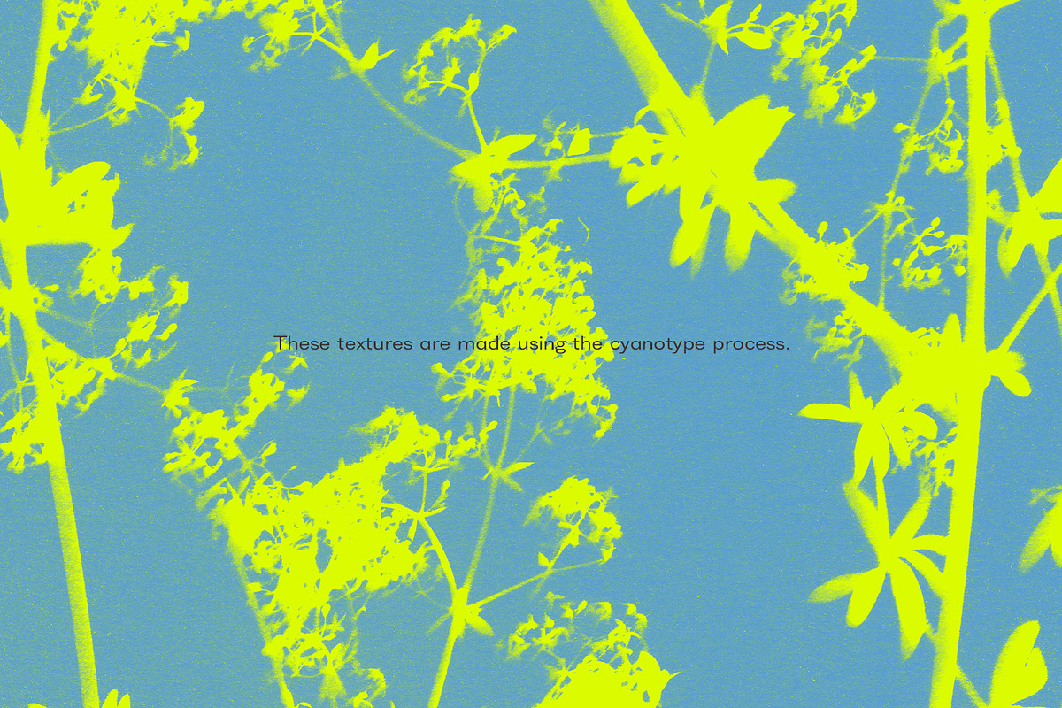 FLORAL Cyanotype, a Texture Graphic by nkate (Photo 8 of 10)