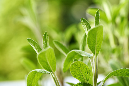 Fresh sage plant growing outdoors