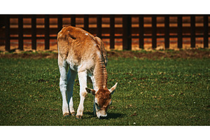 Hungarian Grey Steppe calf. Podolic, an Animal Photo by Our Amazing World