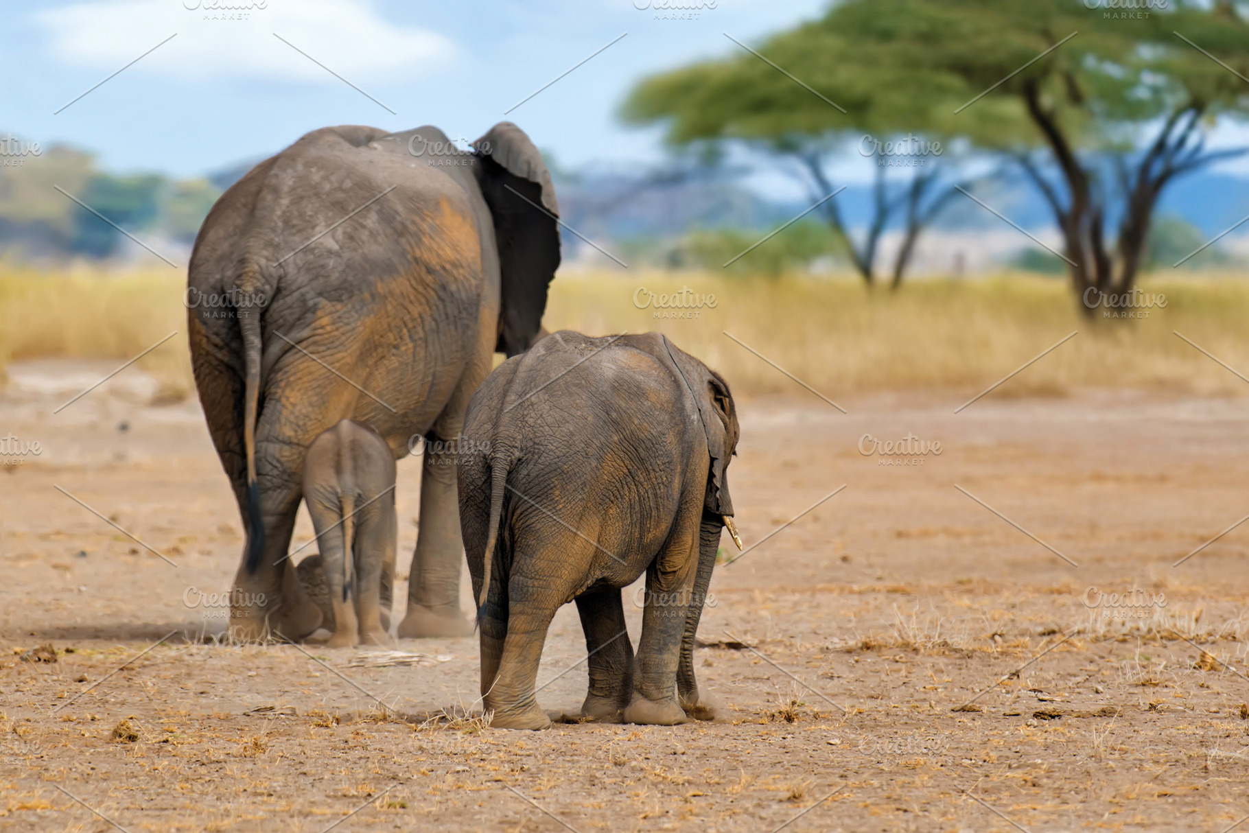 Elephants walk across the savannah in Kenya National Park, an Animal Photo by Byrdyak