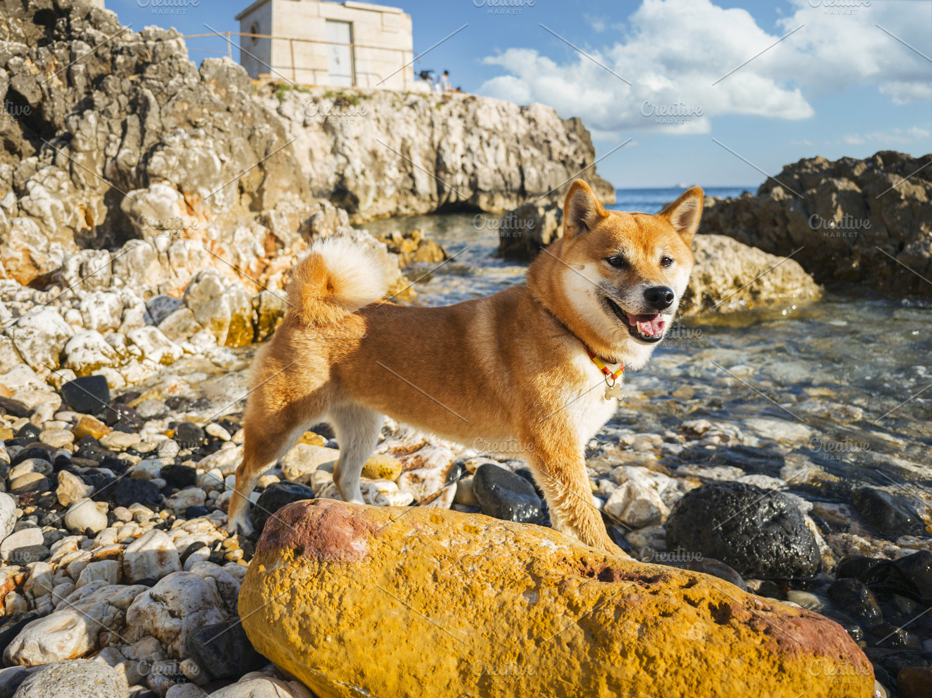 Shiba Inu dog walks along the rocky, sunny summer ocean coast., an Animal Photo by Volff