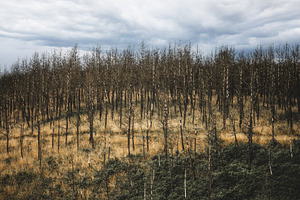Charred plantation after wildfire, a Nature Photo by SkyNext