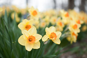Blaze of Yellow