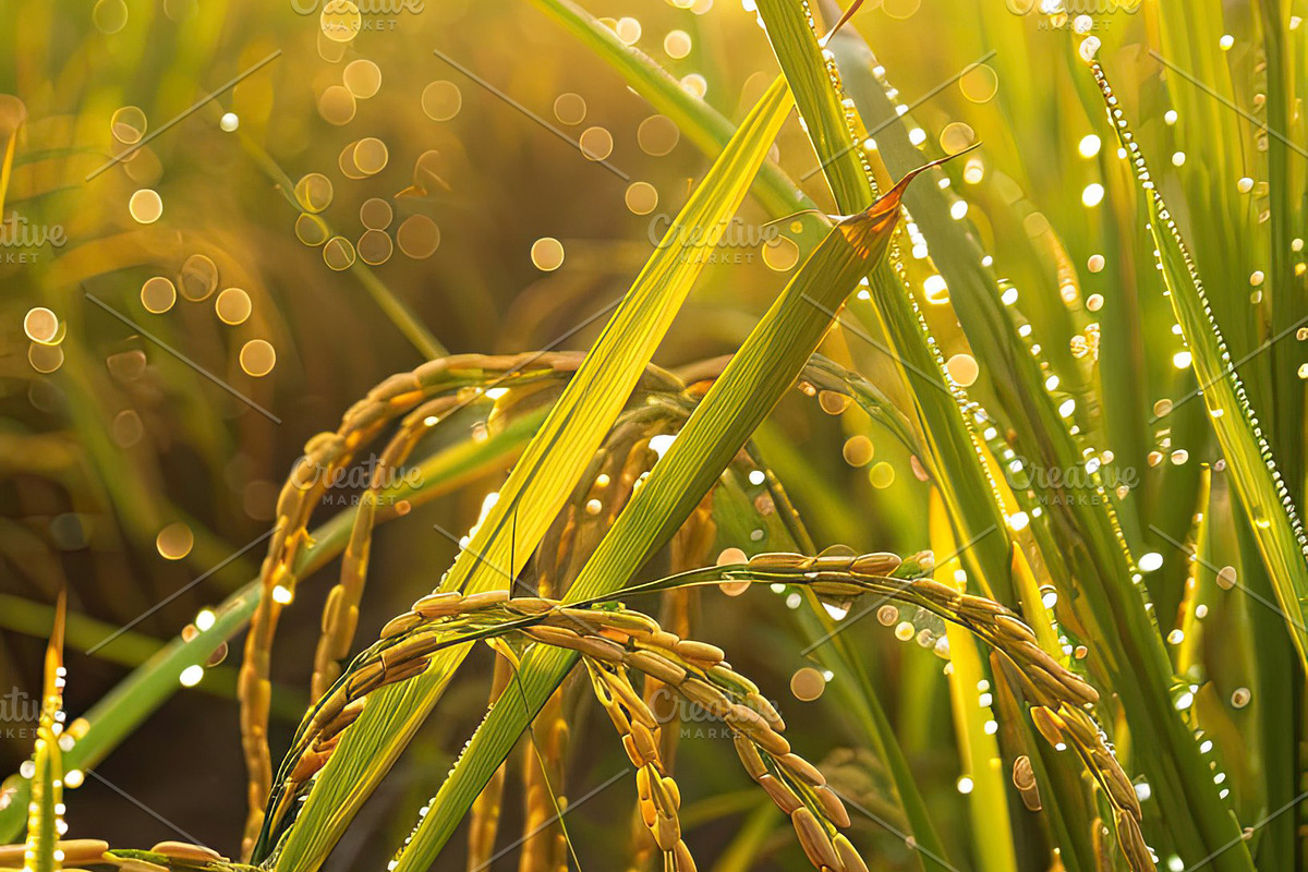Golden Rice Field at Sunset, a Photo by LOGOCREATIVE (Photo 21 of 29)
