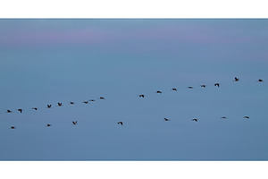 Common Crane Or Grus Grus. Birds, a Graphic by Our Amazing World