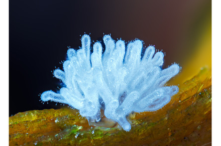 Coral slime mold - Ceratiomyxa, a Nature Photo by Lukas Jonaitis SHOP