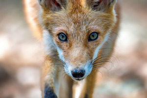 Red fox, vulpes vulpes in forest. Wild animal in natural environ, an Animal Photo by Byrdyak