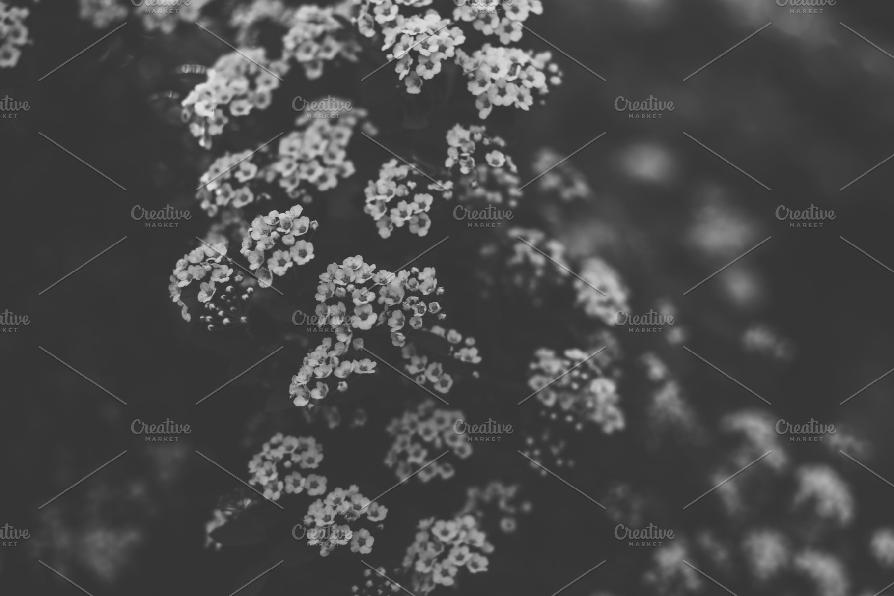 Flowers black and white, a Nature Photo by E+A Store