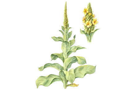 Mullein Pencil Illustration, an Illustration by Anna Repp Illustration