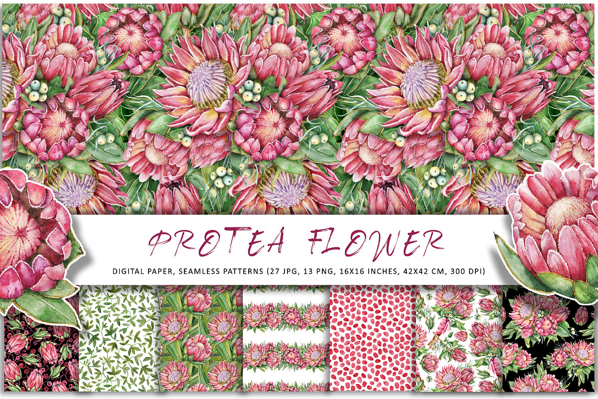 Watercolor protea flower set, an Illustration by Artmanata (Photo 5 of 18)
