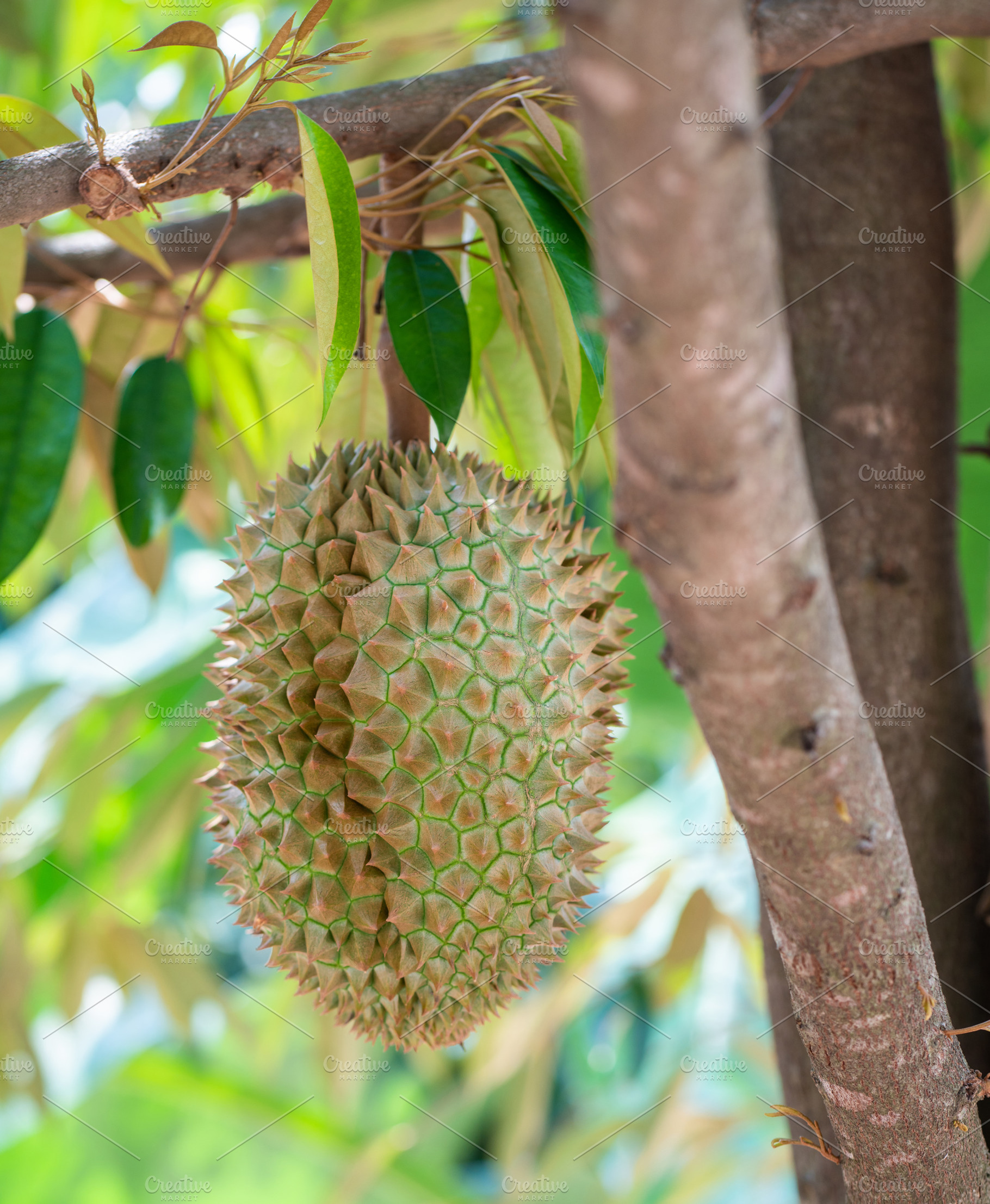 Durians on the durian tree., a Food & Drink Photo by Nednapa
