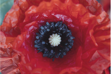 red poppy flowers close-up stamens, a Nature Photo by Pakosta