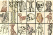 100 Vintage Medical Illustrations, a Healthcare Illustration by Dene Studios (Thumbnail 6 of 7)