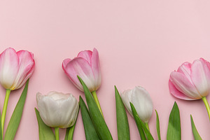 Pink and white tulips creating a border on pink background, a Holiday Photo by Olena Rudo