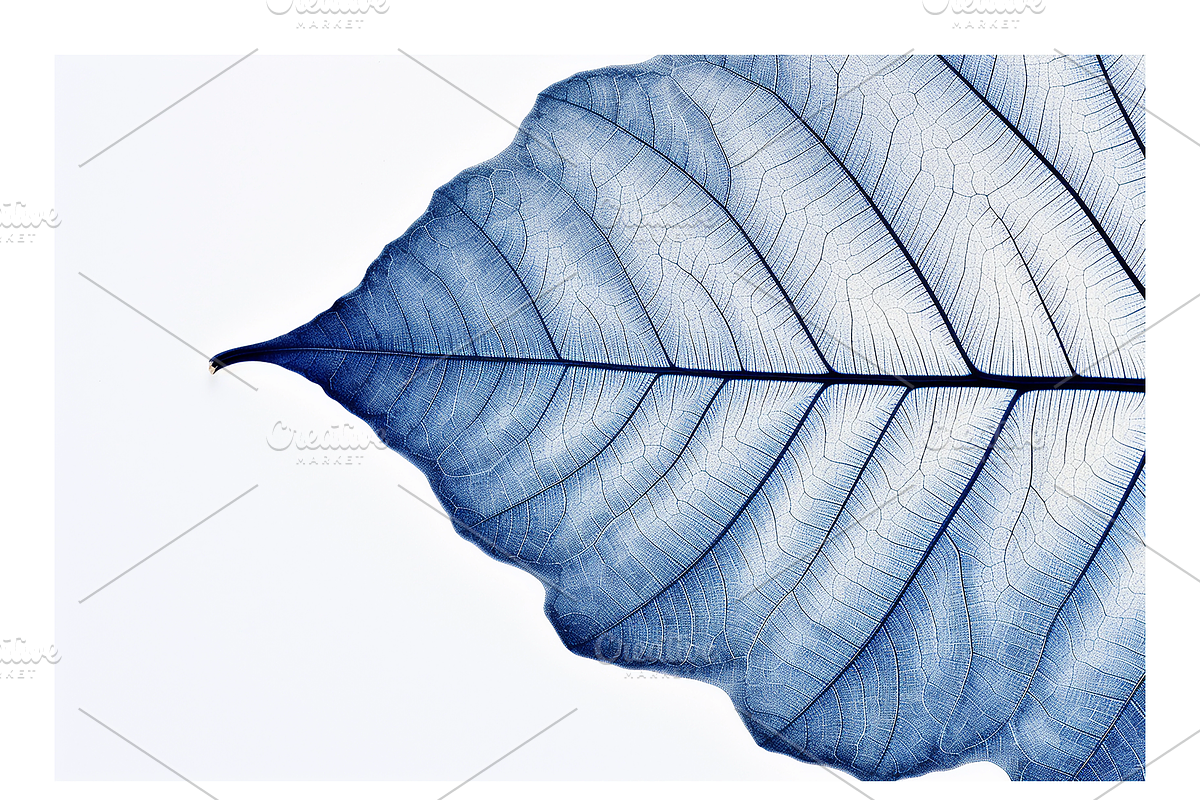 Cyle Collection · Blue Tone Leaves, a Background Graphic by milatovar (Photo 9 of 32)