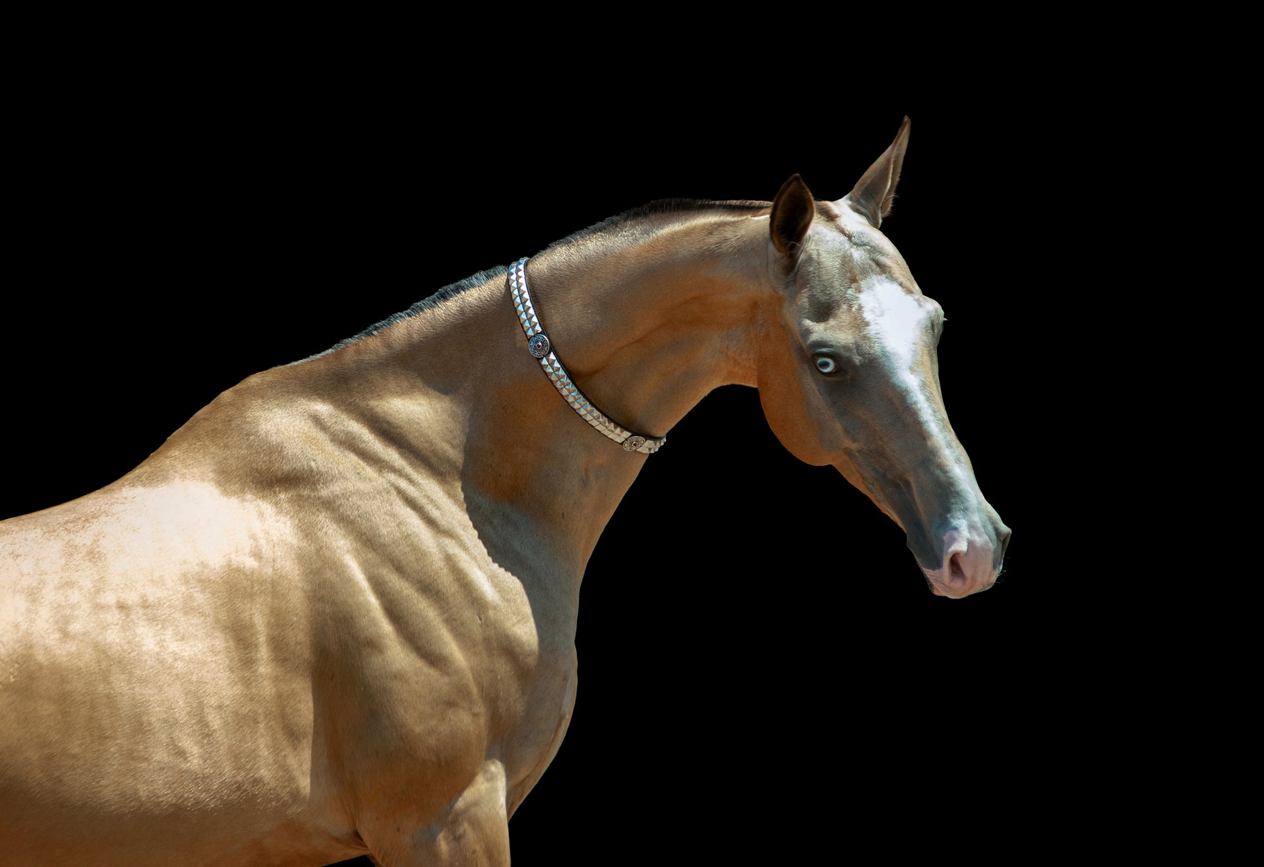 golden buckskin Akhal-teke horse, an Animal Photo by Olgait, image size:1820x1248