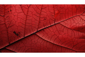 plant red texture sunny up ai, a Nature Photo by pikepicture