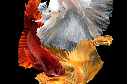 Betta fish or Siamese fighting, an Animal Photo by Panomfolio