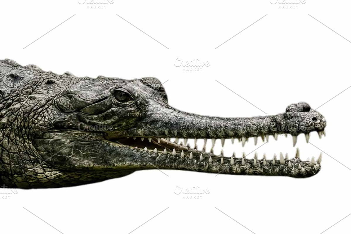 crocodile head with sharp teeth, an Animal Photo by VetalStock (Photo 1 of 2)