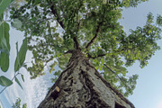 98 Trees view from below, a Nature Photo by Handmadefont (Thumbnail 35 of 98)