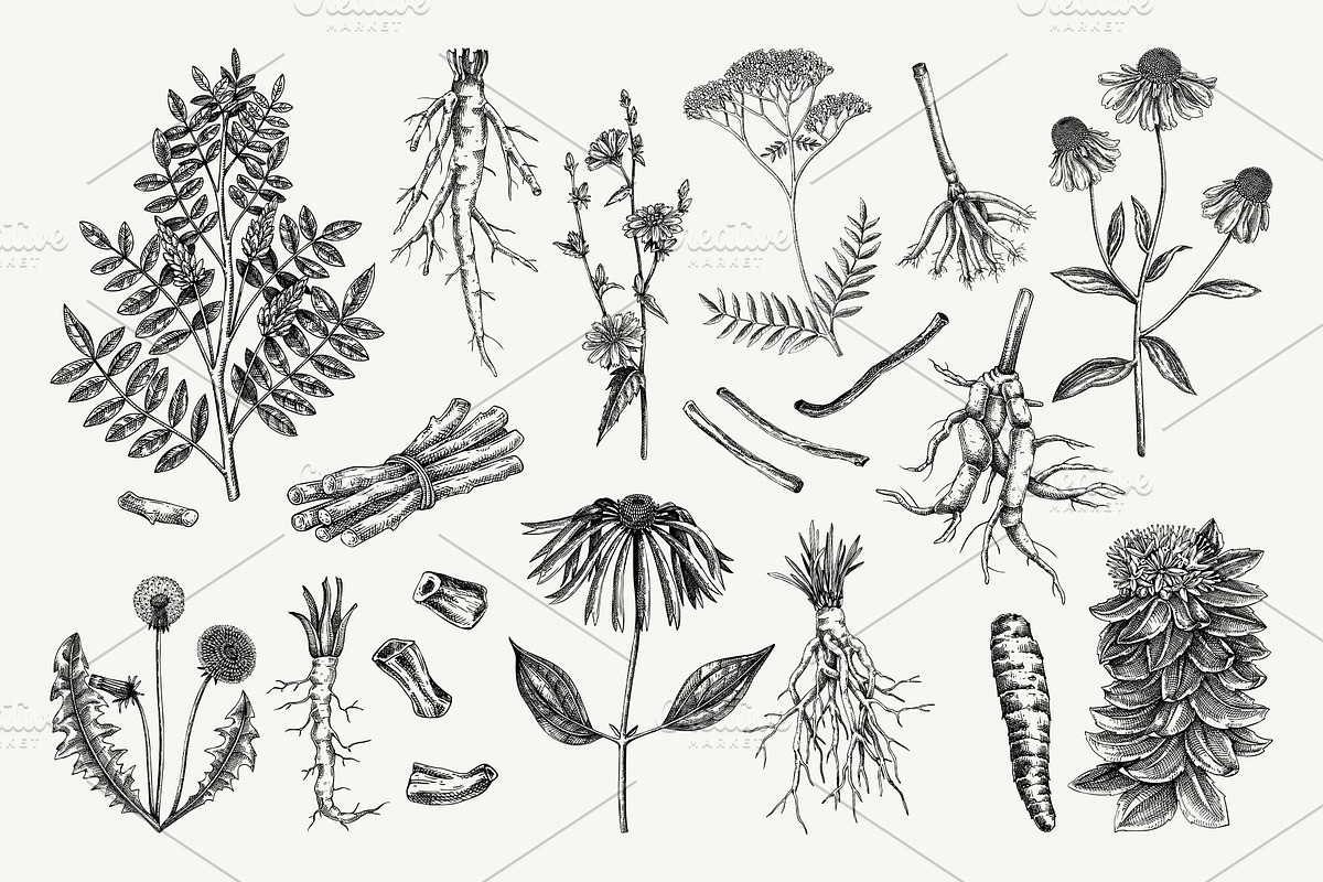 Medicinal Roots Illustrations Set, a Healthcare Illustration by Yevheniia (Photo 5 of 12)